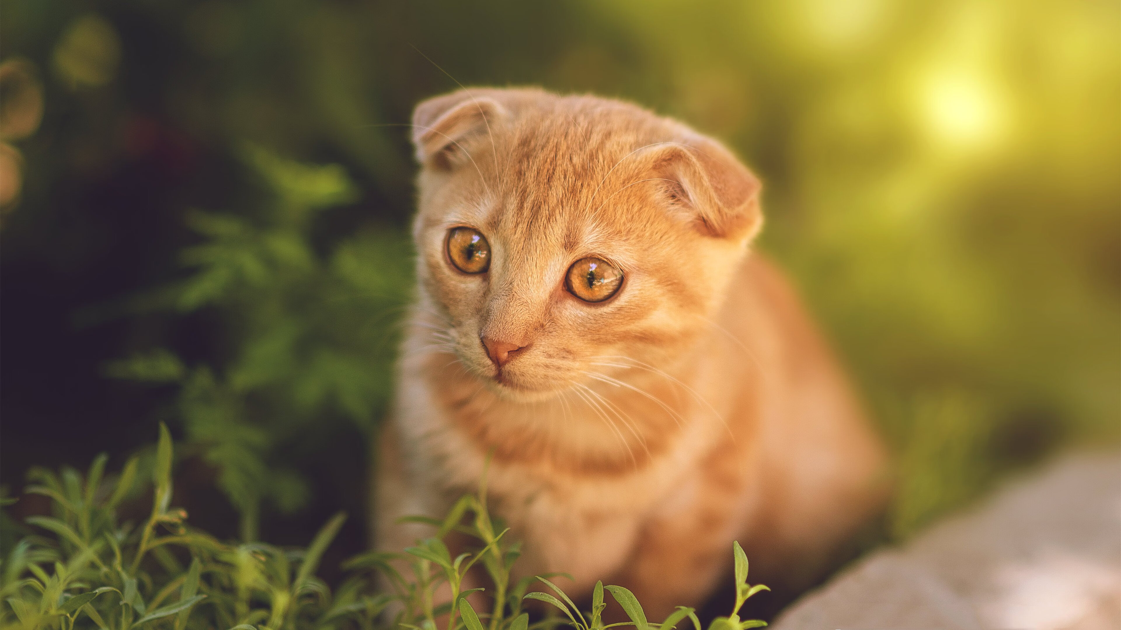 体育app-班凯罗狂潮撕裂防线，太阳决胜时刻熔断开拓者